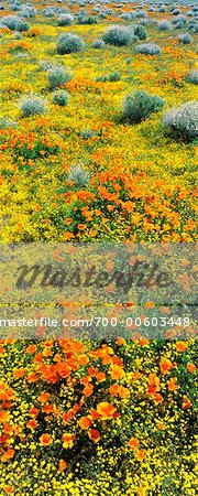 California Poppies And Wildflowers, Lancaster, California, USA