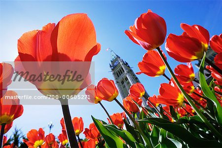 Parlement canadien et tulipes, Ottawa, Ontario, Canada