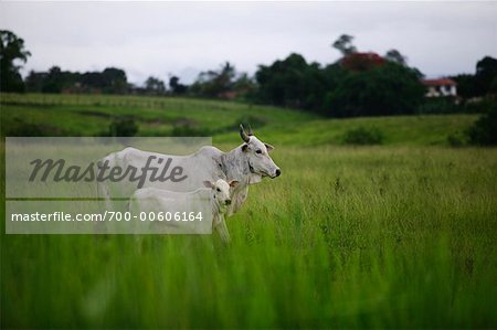 Cows in Field, Rio de Janeiro, Brazil