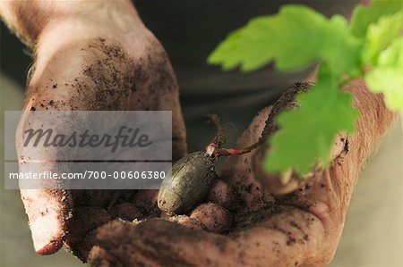 Hands Holding Oak Tree Seedling