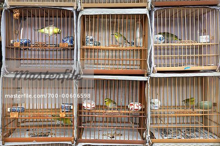 Les oiseaux en cage, l'oiseau et le marché aux fleurs, Shanghai, Chine