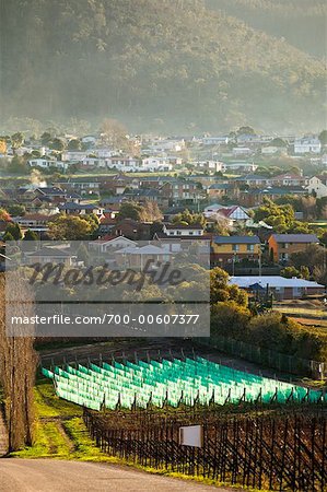 Grapevines, Moorilla Vineyards, Hobart, Tasmania, Australia