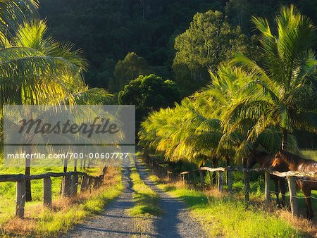 Country Road, Gordonvale, Queensland, Australie