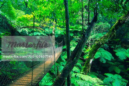 Suspension Bridge, Lamington National Park, Queensland, Australia