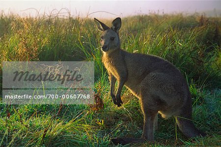 Graue Känguru, Geehi, Kosciuszko-Nationalpark, New-South.Wales, Australien