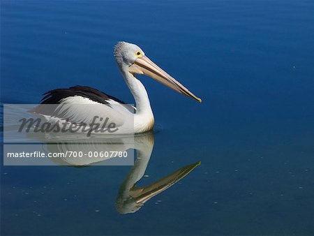 Pelikan, Queensland, Australien