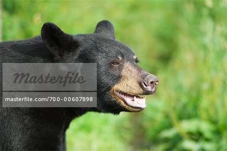 Portrait de l'ours noir, du Nord du Minnesota, USA