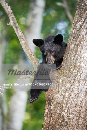 Ourson noir dans l'arbre, le nord du Minnesota, USA