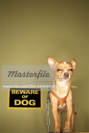 Chihuahua with Beware of Dog Sign