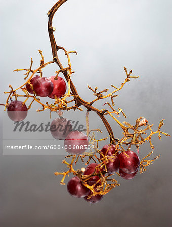 Grapes Grapes
