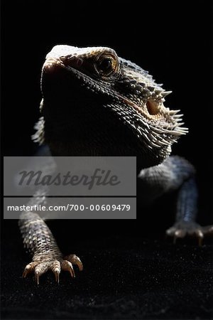 Portrait of Bearded Dragon Lizard