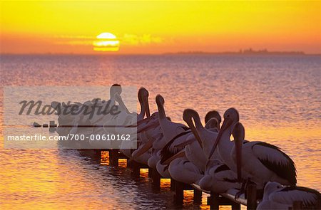 Pélicans et coucher du soleil, lac Albert, Australie-méridionale, Australie