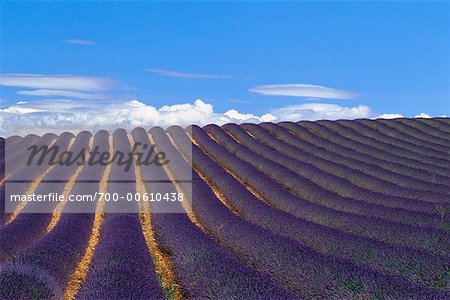 Vue d'ensemble du champ lavande, Provence, France