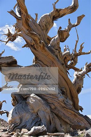Arbre, ancienne forêt de pins à cônes épineux, montagnes blanches, Inyo National Forest, Californie, Etats-Unis