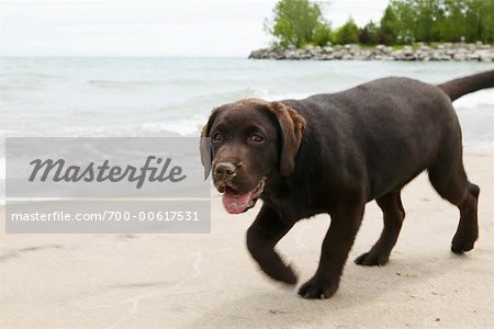 Hund am Strand gehen