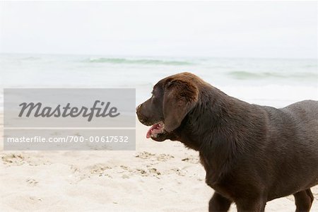 Chien à la recherche dans le lointain