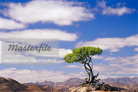 Boschia Albutrunca Tree, Richtersveld National Park, Northern Cape, South Africa