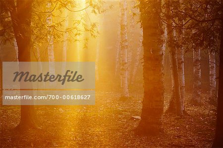 Sunshine and Mist in Forest, Shamper's Bluff, New Brunswick, Canada