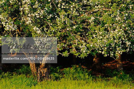 Apple Tree, Shamper's Bluff, New Brunswick, Canada