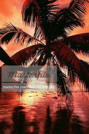 Palmier au coucher du soleil, baie d'Opunohu, Moorea, Polynésie française