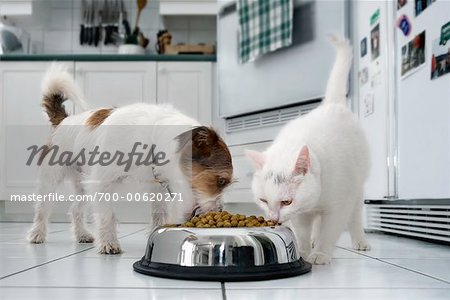Chien et chat à manger ensemble