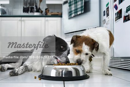 Hunde essen zusammen