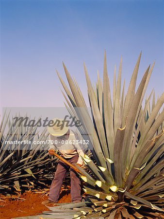 Agriculteur parage Agave plante, Arandas, Jalisco, Mexique