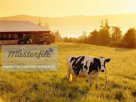 Dairy Cows Grazing in Field