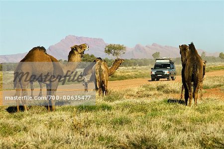 Wild Camels Near Papunya, Northern Territory, Australia