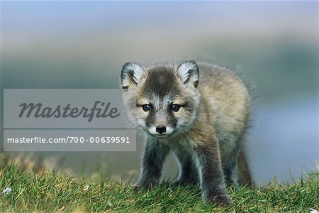 Portrait of Arctic Fox Pup