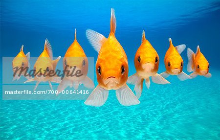 Row of Goldfish