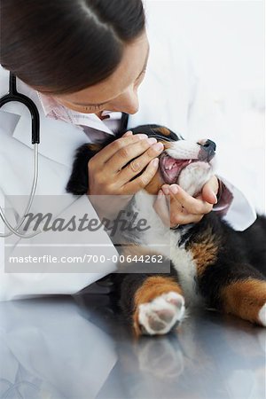 Tierarzt untersuchen Welpe