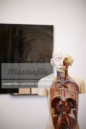 Anatomical model in classroom