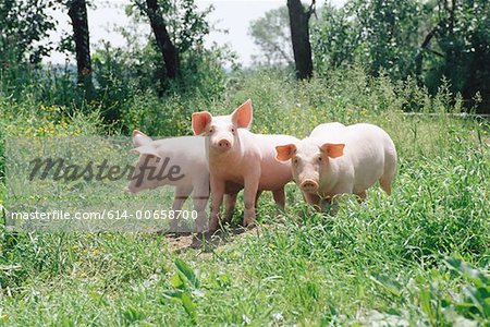 Drei Schweine auf einer Wiese