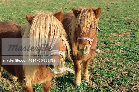 Shetland Ponys