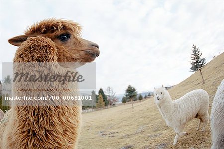 Llamas in Pasture