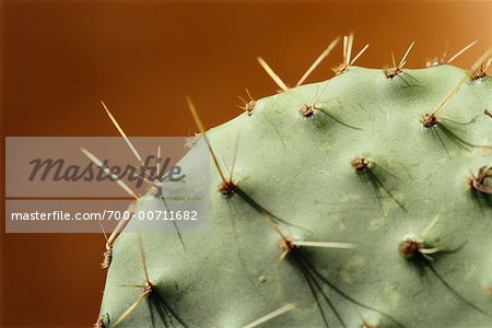 Prickly Pear Cactus