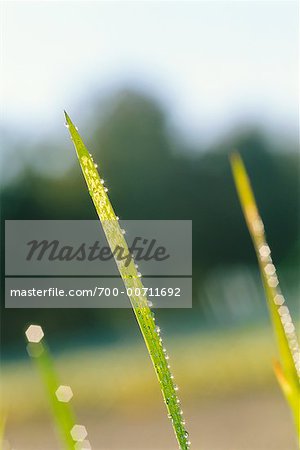 Close-up of Grass