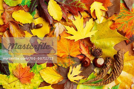 Noix et feuilles d'automne