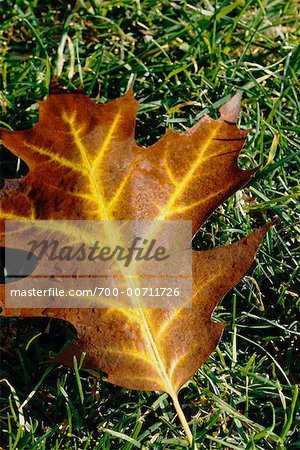 Close-up of Oak Leaf