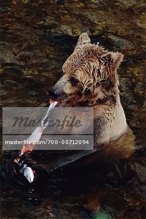 Grizzly Bear, Knight Inlet, en Colombie-Britannique, Canada