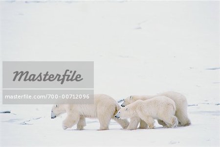 Ours polaires, Churchill, Manitoba, Canada