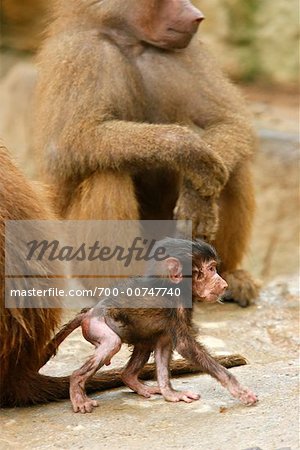 Hamadryas Baboons, Singapore Zoo, Singapore