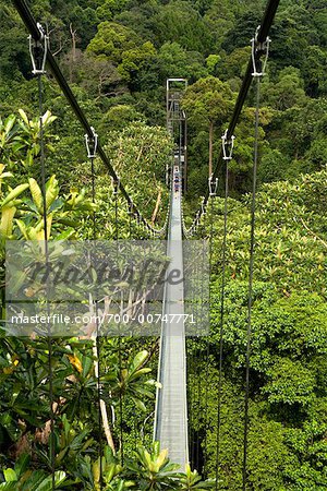 HSBC Treetop Walk dans MacRitchie Reservoir, Singapour