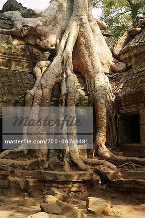 Temple de Ta Prohm, Angkor Wat, Cambodge