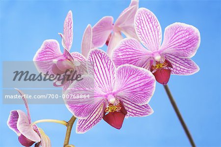 Orchid