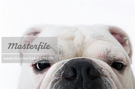 Gesicht einer Bulldogge