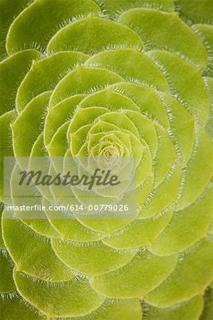 Leaves of succulent plant