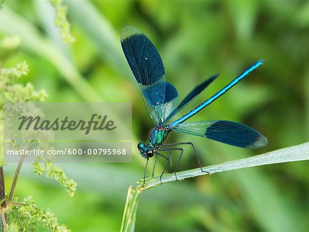 Banded Demoiselle, Amperauen, Germany