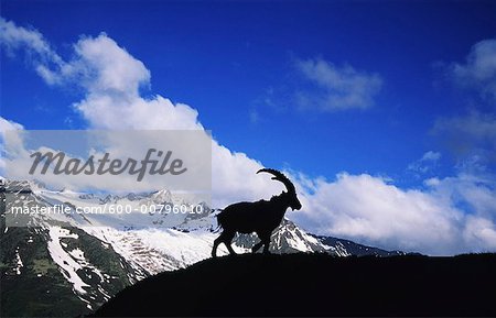 Alpine Ibex in Silhouette, Aiguilles Rouges, Chamonix, France